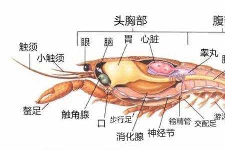 小龙虾有几只脚