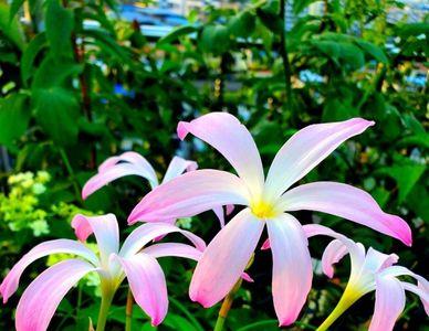 风雨兰北方室内可以四季开花吗