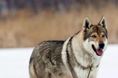 捷克狼犬养公的好还是母的好