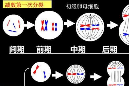 减数分裂图像怎么判断雌雄