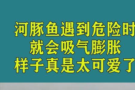 河豚用什么呼吸