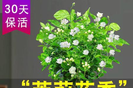 重瓣大花驱蚊花怎么盆栽