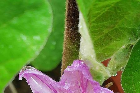 大棚茄子一朵花授粉多长时间