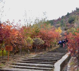 九月崛围山枫叶红了吗