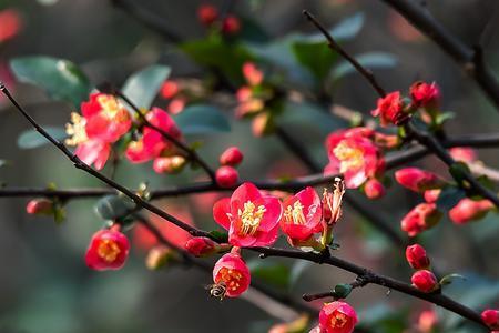 花开正逢春意浓全诗