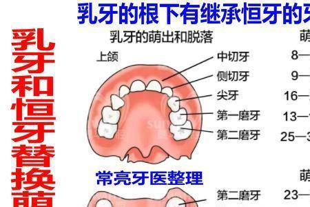 28颗牙男生代表啥