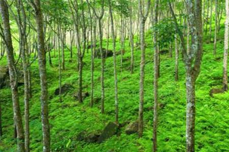 河南橡胶树种植技术