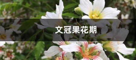 大果冠什么时候开花