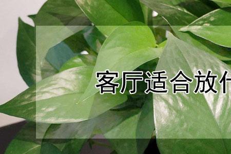 客厅西北角放什么植物