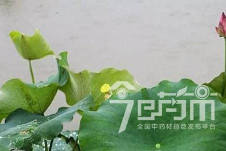 大型莲子能用小盆种植吗