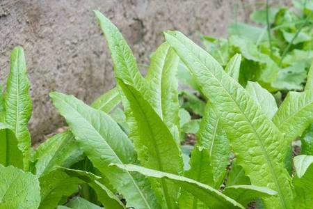 生菜油麦菜什么时候种最好