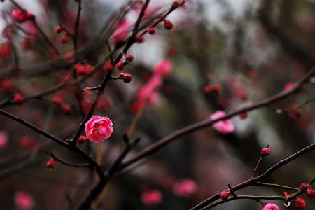 那朵朵冷艳缕缕幽芳的梅花意思