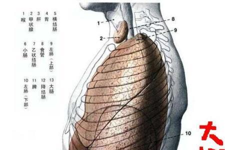 肋骨在爱情里是什么意思