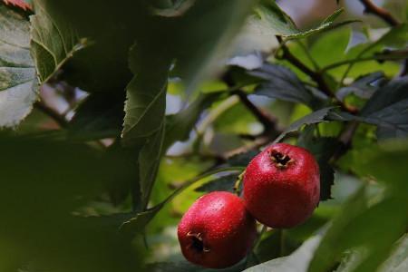 山楂树喜水还是喜旱