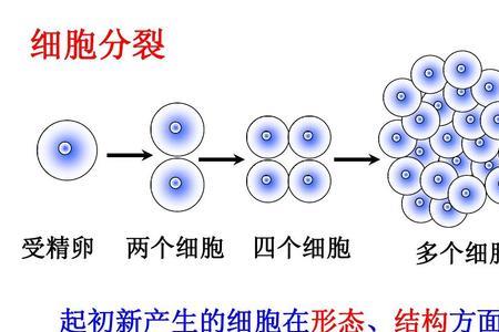 动物细胞分裂末期表现