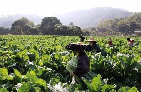 广东佛山8月份可以种什么蔬菜