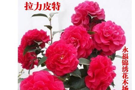 福建茶花集团创始人