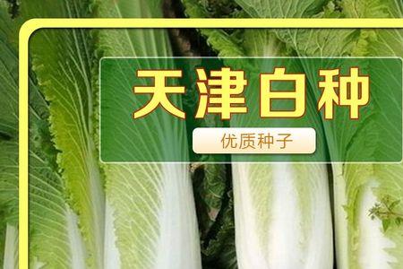 黄芽白菜发白怎么办