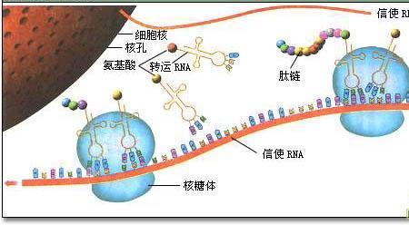 多个核糖体合成的多肽一样吗