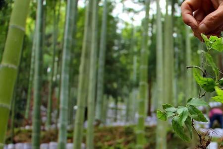 竹林林下种植什么最简单