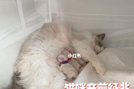 布偶猫生完后多久可以再生