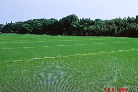 秧田水浑是什么原因