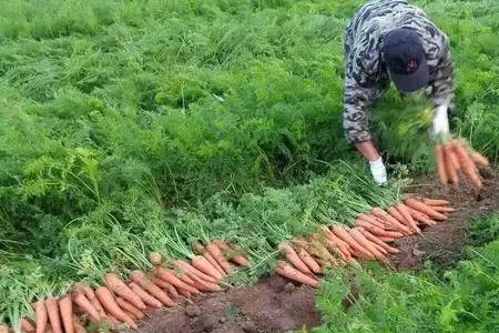 半截胡萝卜怎么种植