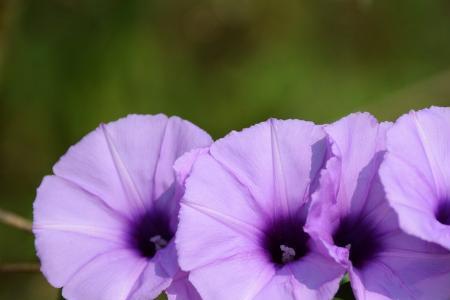 牵牛花什么季节开花