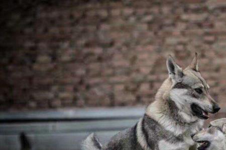 成都禁养捷克狼犬吗