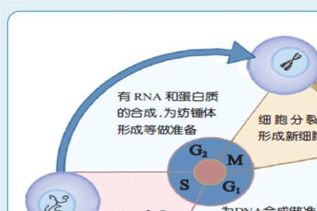 一个细胞周期是多长时间