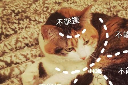 摸猫猫是什么意思方言