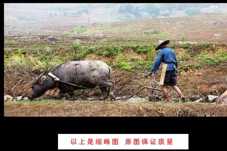 牛耕田耕地属于民俗吗