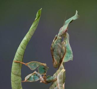 螳螂是保护色还是拟态