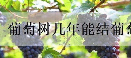 从葡萄树结了一节种几年结果