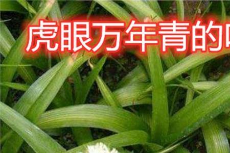 虎尾万年青介绍