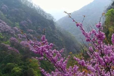 来年花开遍满山寓意