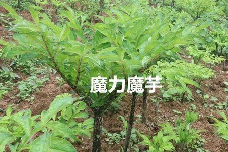 野生魔芋是保护植物吗