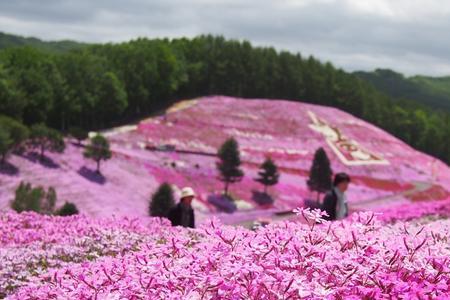 芝樱能跟其他植物一起种吗