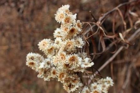 菊花叶子中间干枯