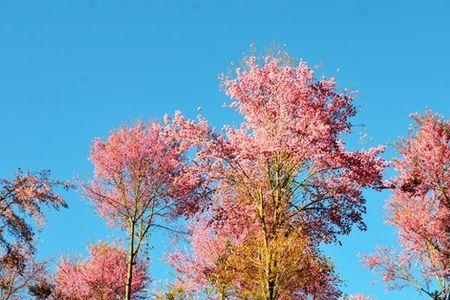 樱花水适合冬天吗