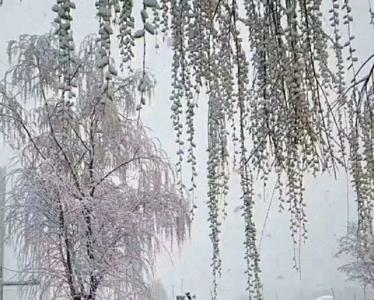 财运如春雪是什么意思