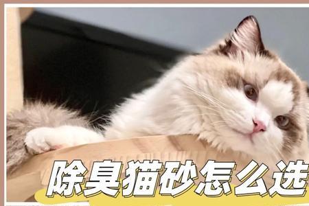 猫吃豆腐猫砂能排出来吗