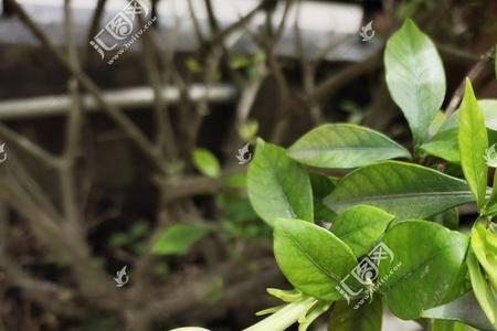 栀子花太多花苞可以剪掉吗