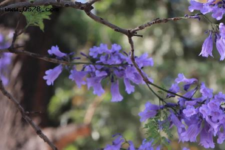 蓝花楹怎样支撑