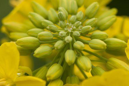 油菜花的花芯是什么颜色