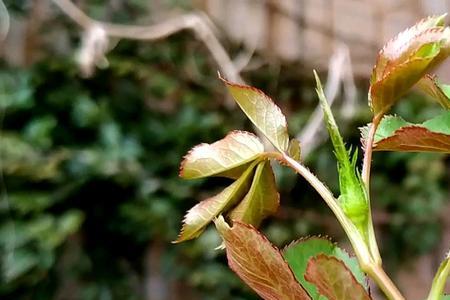 嫁接月季花能带花苞吗