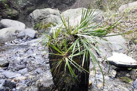 河北野生菖蒲哪里多