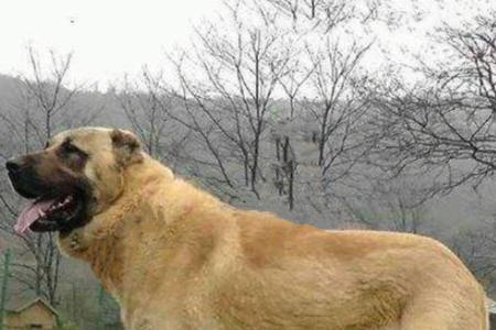 高狼犬和坎高犬谁大