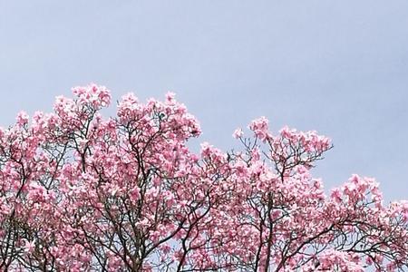 辛夷树吉祥吗