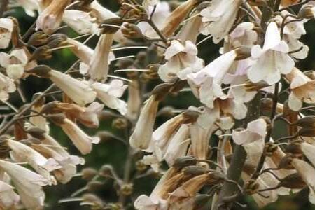 白花泡桐种植经济效益